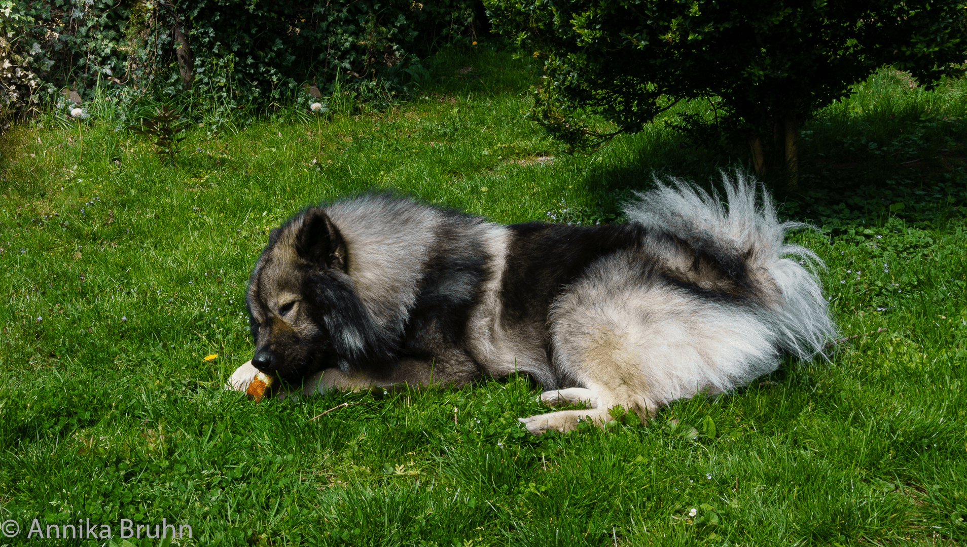 Q und sein Donut
